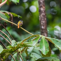 tyranovec zdobený - Myiotriccus ornatus