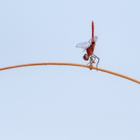 Urothemis assignata