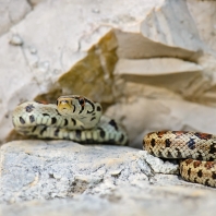 užovka levhartí - Zamenis situla