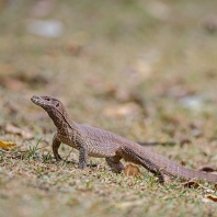 varan bengálský - Varanus bengalensis