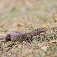 varan bengálský - Varanus bengalensis