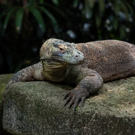 varan komodský - Varanus komodoensis