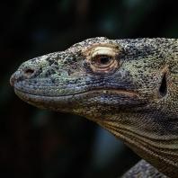 varan komodský - Varanus komodoensis