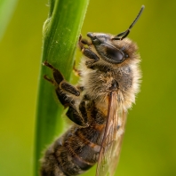 včela medonosná - Apis mellifera