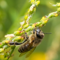 včela medonosná - Apis mellifera