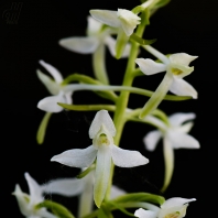 vemeník dvoulistý - Platanthera bifolia