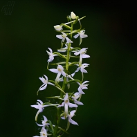 vemeník dvoulistý - Platanthera bifolia