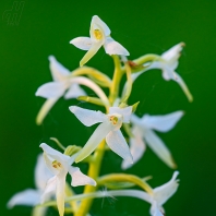 vemeník dvoulistý - Platanthera bifolia