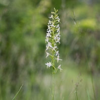 vemeník dvoulistý - Platanthera bifolia