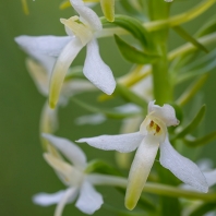 vemeník dvoulistý - Platanthera bifolia