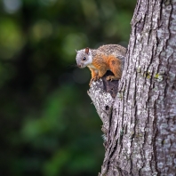 veverka proměnlivá - Sciurus variegatoides