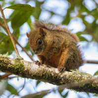 veverka proměnlivá - Sciurus variegatoides