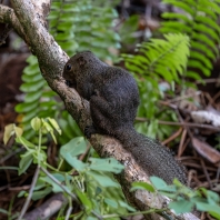 veverka znamenaná - Callosciurus notatus