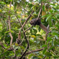 veverka znamenaná - Callosciurus notatus