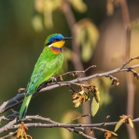 vlha modroprsá - Merops variegatus