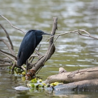 volavka černá - Egretta ardesiaca