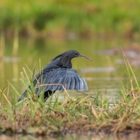 volavka černá - Egretta ardesiaca