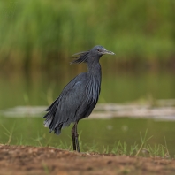 volavka černá - Egretta ardesiaca