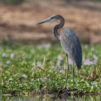 volavka obrovská - Ardea goliath