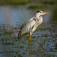 volavka popelavá - Ardea cinerea