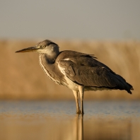 volavka popelavá - Ardea cinerea