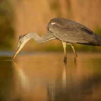 volavka popelavá - Ardea cinerea