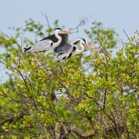 volavka popelavá - Ardea cinerea