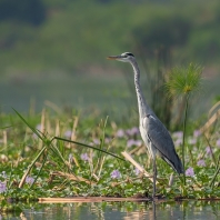 volavka popelavá - Ardea cinerea