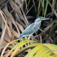 volavka proměnlivá - Butorides striatus