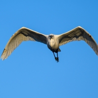 volavka stříbřitá - Egretta garzetta