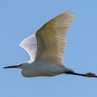 volavka stříbřitá - Egretta garzetta