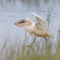 volavka stříbřitá - Egretta garzetta