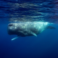 vorvaň - Physeter macrocephalus