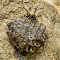 vosík francouzský - Polistes dominula