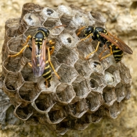 vosík francouzský - Polistes dominula