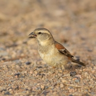 vrabec kapský - Passer melanurus