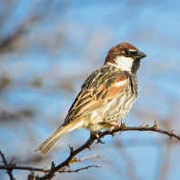 vrabec pokřovní - Passer hispaniolensis