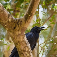 vrána hrubozobá - Corvus macrorhynchos