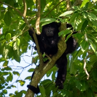 vřešťan černý - Alouatta caraya