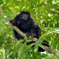 vřešťan černý - Alouatta caraya