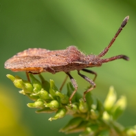 vroubenka smrdutá - Coreus marginatus