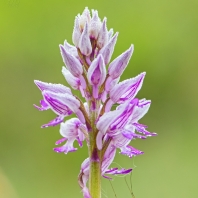 vstavač vojenský - Orchis militaris