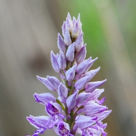 vstavač vojenský - Orchis militaris