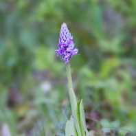 vstavač vojenský - Orchis militaris