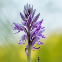 vstavač vojenský - Orchis militaris