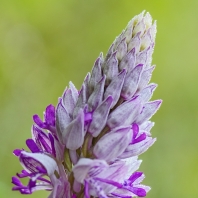 vstavač vojenský - Orchis militaris