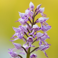 vstavač vojenský - Orchis militaris