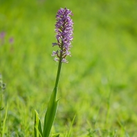 vstavač vojenský - Orchis militaris