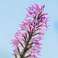 vstavač vojenský - Orchis militaris