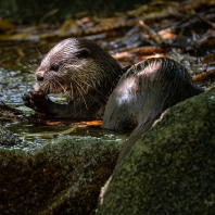 vydra malá - Aonyx cinerea